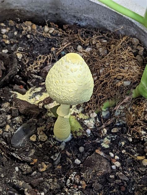 家裡長香菇風水